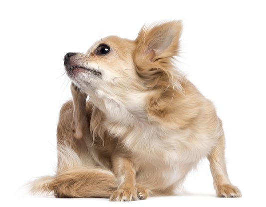 Apoquel for Dogs: Side Effects and Vegan Alternatives for Itchy Dogs