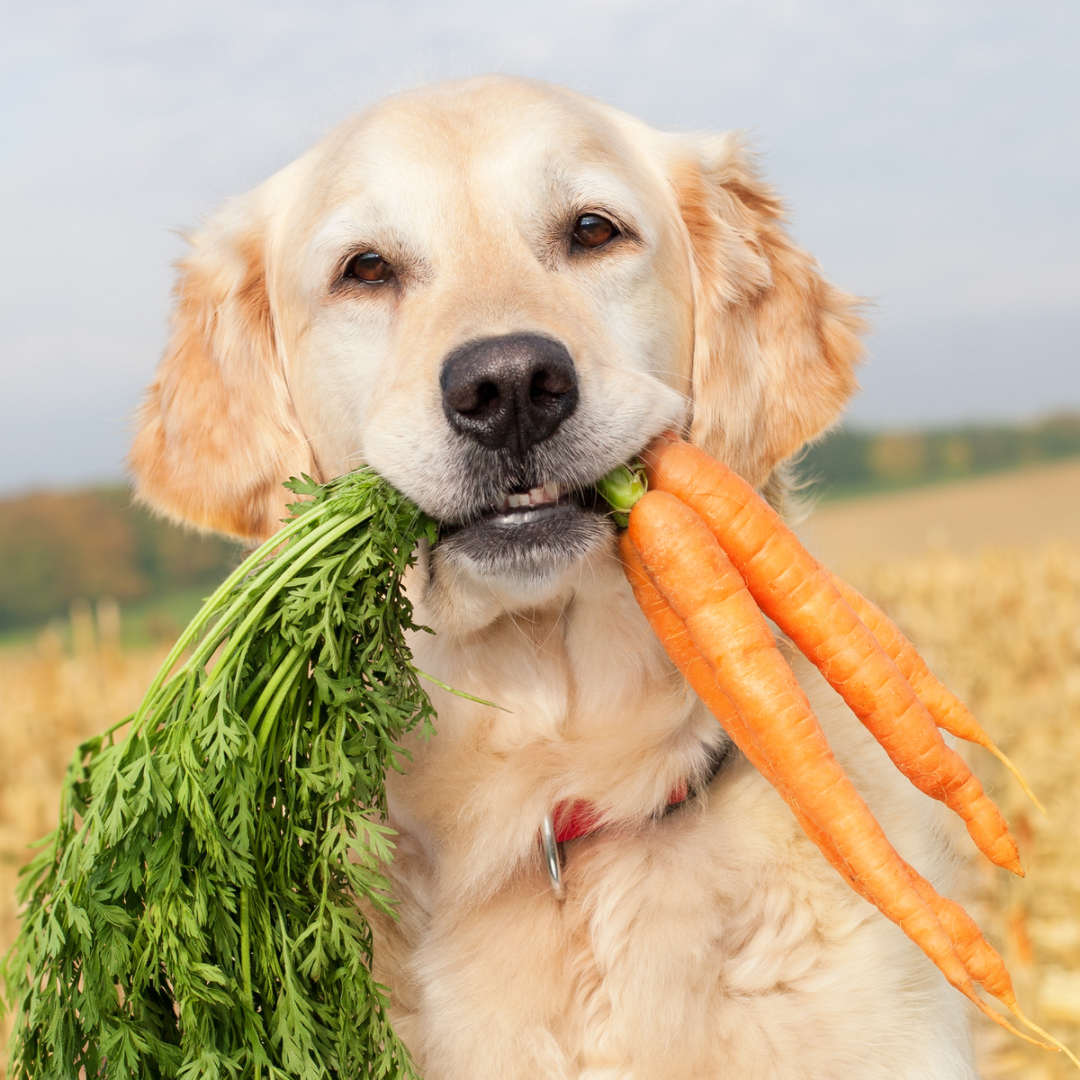 Healthiest diet for 2024 dogs
