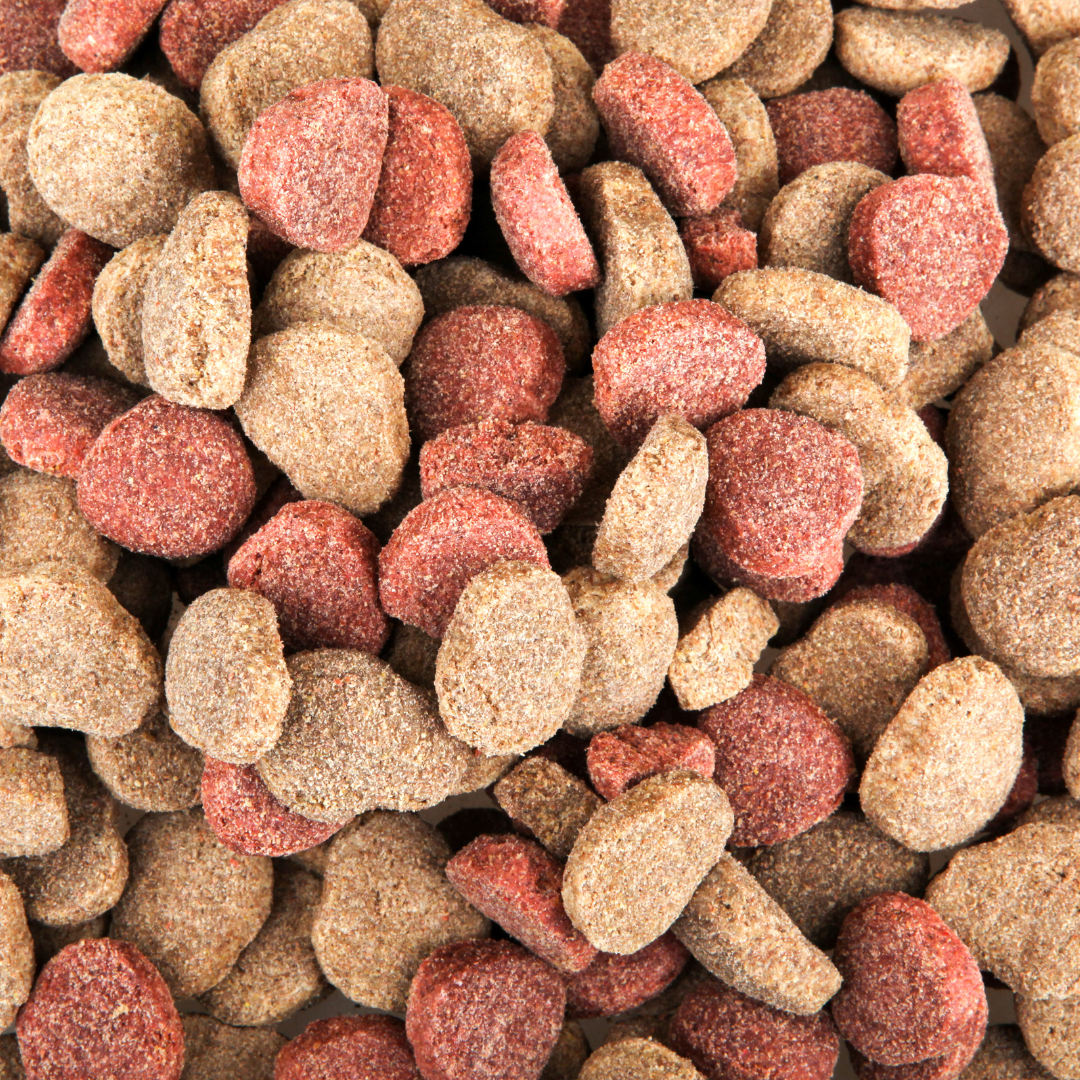 Dog food ingredients to avoid - how to read dog food labels