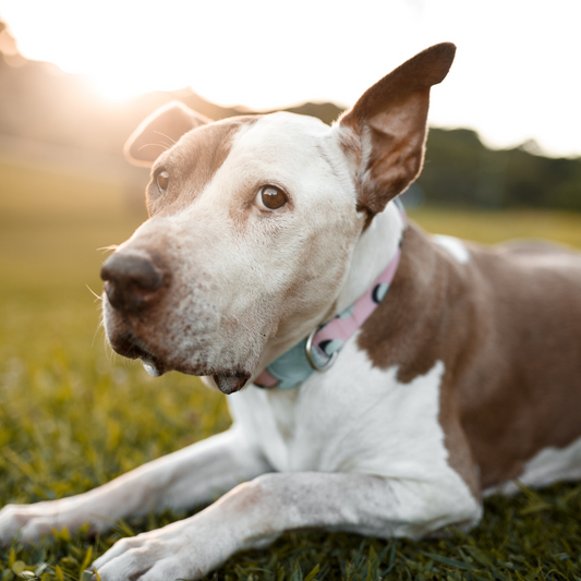 The Best Natural Foods to help Dogs with Joint Pain