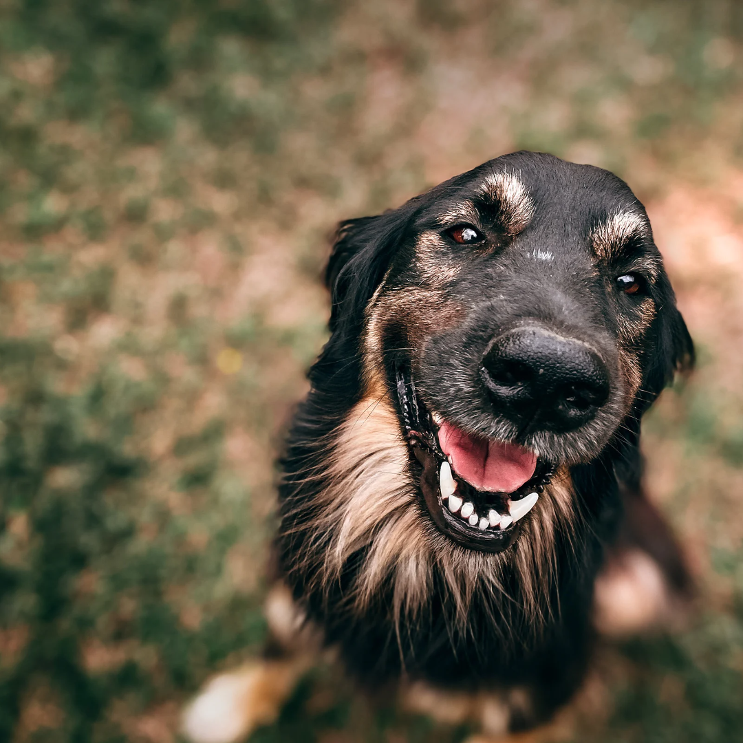 Join Me as a Co-Founder: Revolutionising Dog Health with Fresh Vegan Food