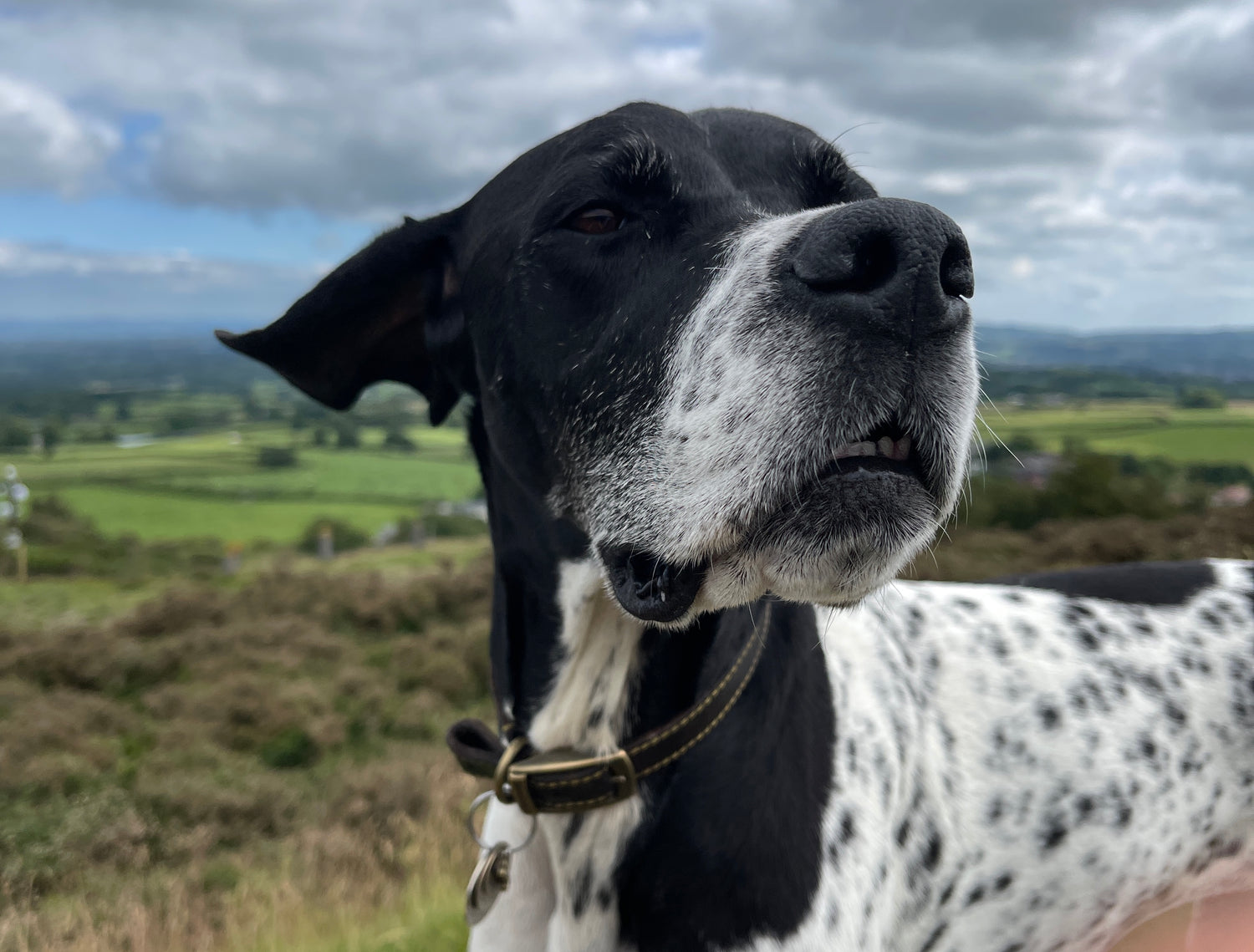 Healthy happy dog outdoors